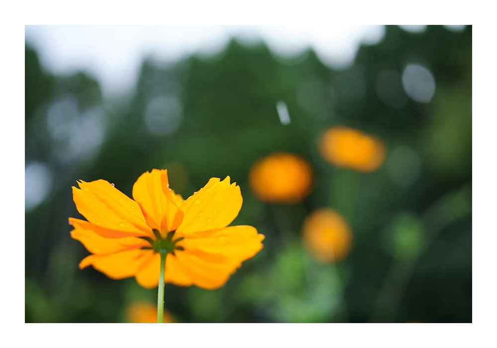 Tamron 35mm F/2.8 DI III OSD 1/2 Macro Lens Sony E Mount